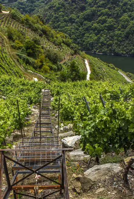 Una monorotaia sale tra i filari di un vigneto ripidissimo, sopra un fiume