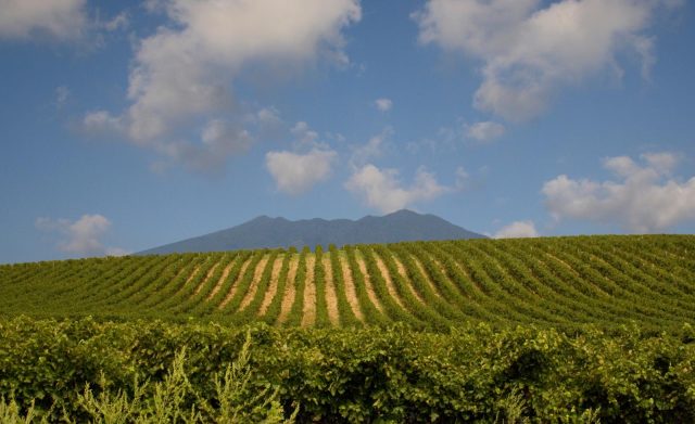 vigneti credits Cantina di Venosa